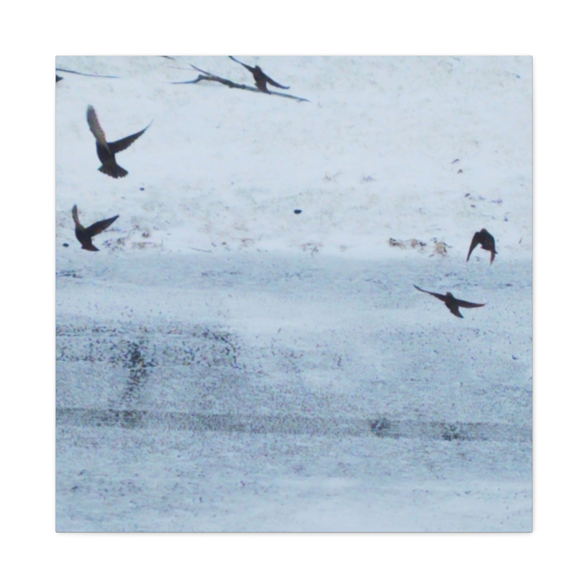 'Birds' Matte Canvas, Stretched, 1.25"