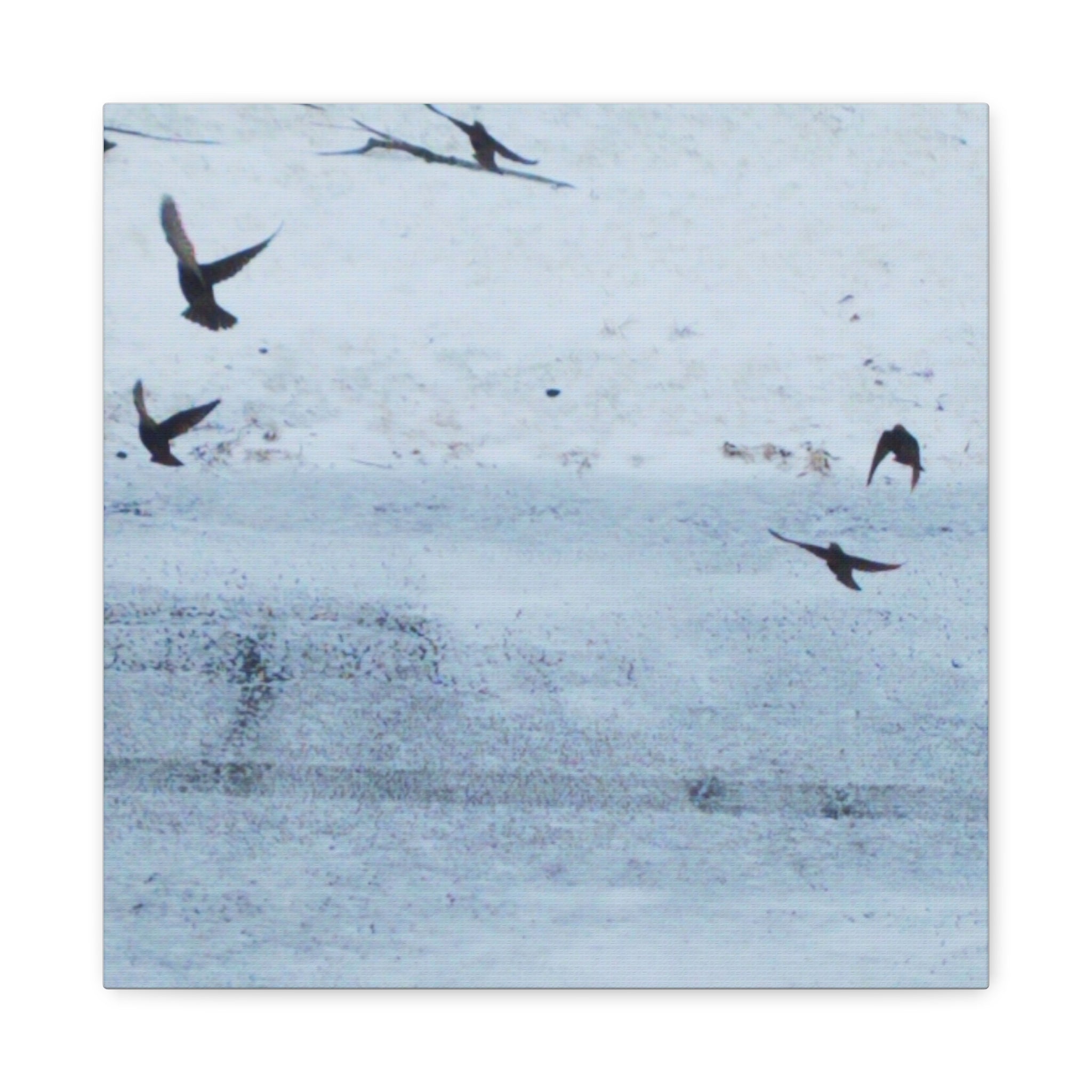 'Birds' Matte Canvas, Stretched, 1.25"