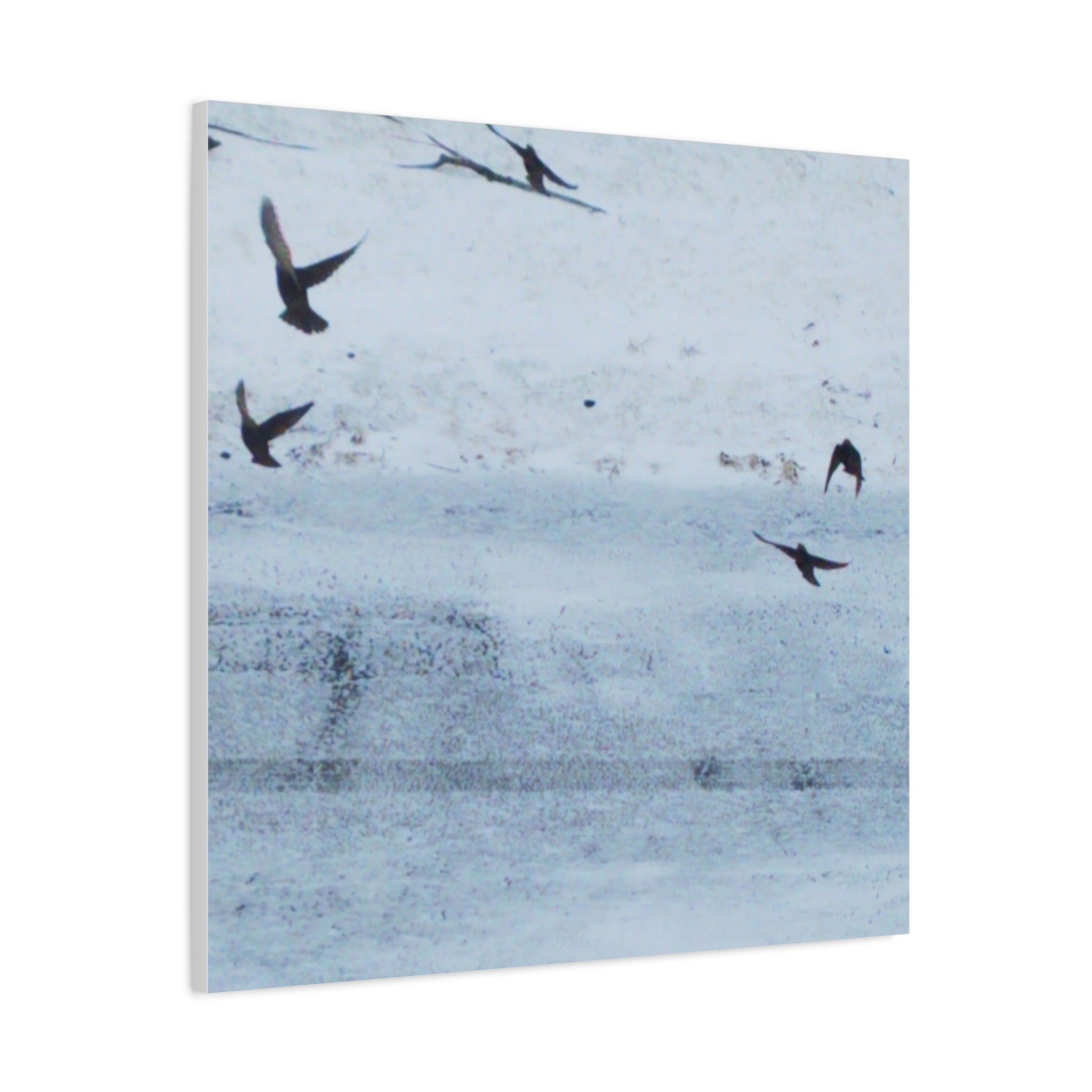'Birds' Matte Canvas, Stretched, 1.25"