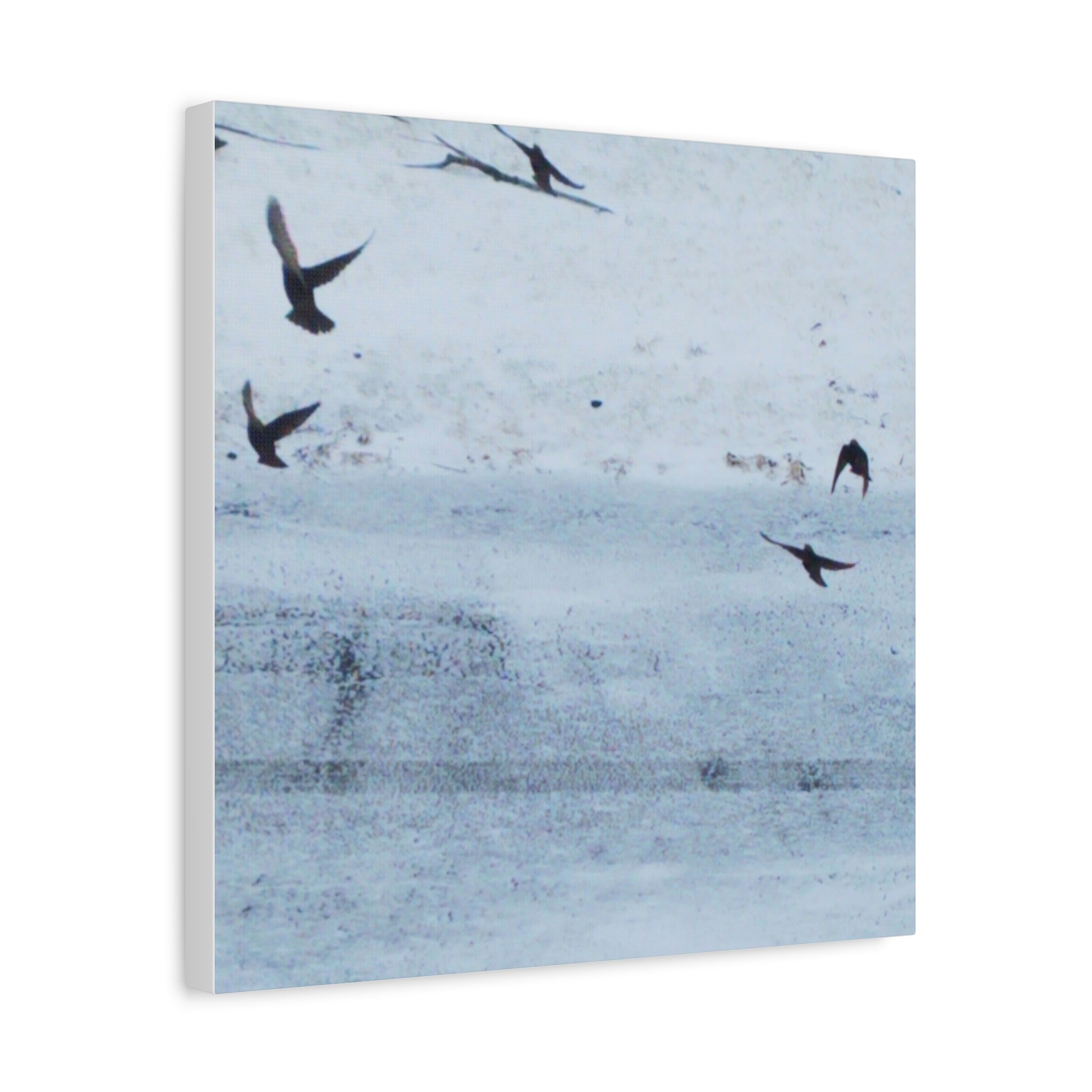 'Birds' Matte Canvas, Stretched, 1.25"