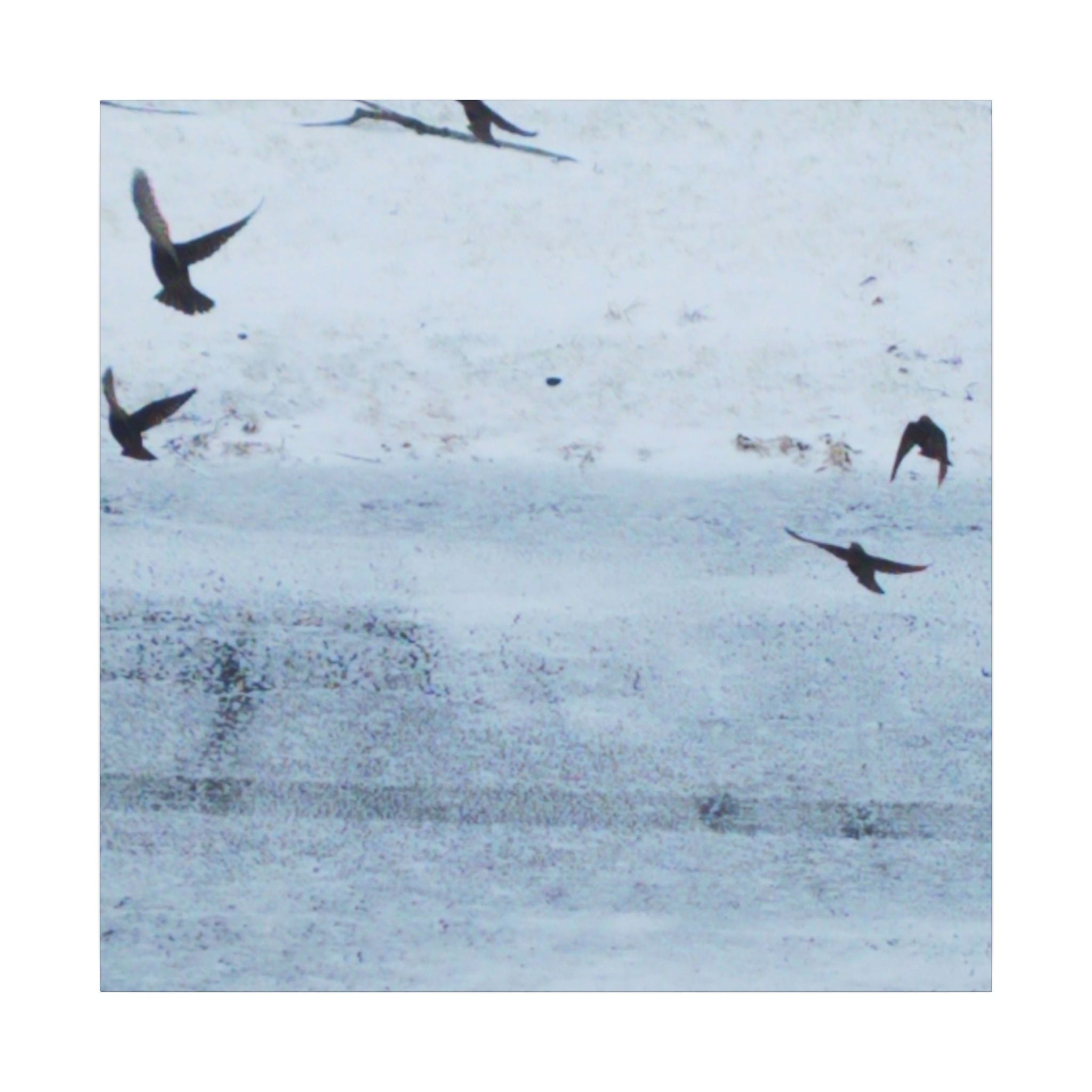 'Birds' Matte Canvas, Stretched, 0.75" (Print On Sides)