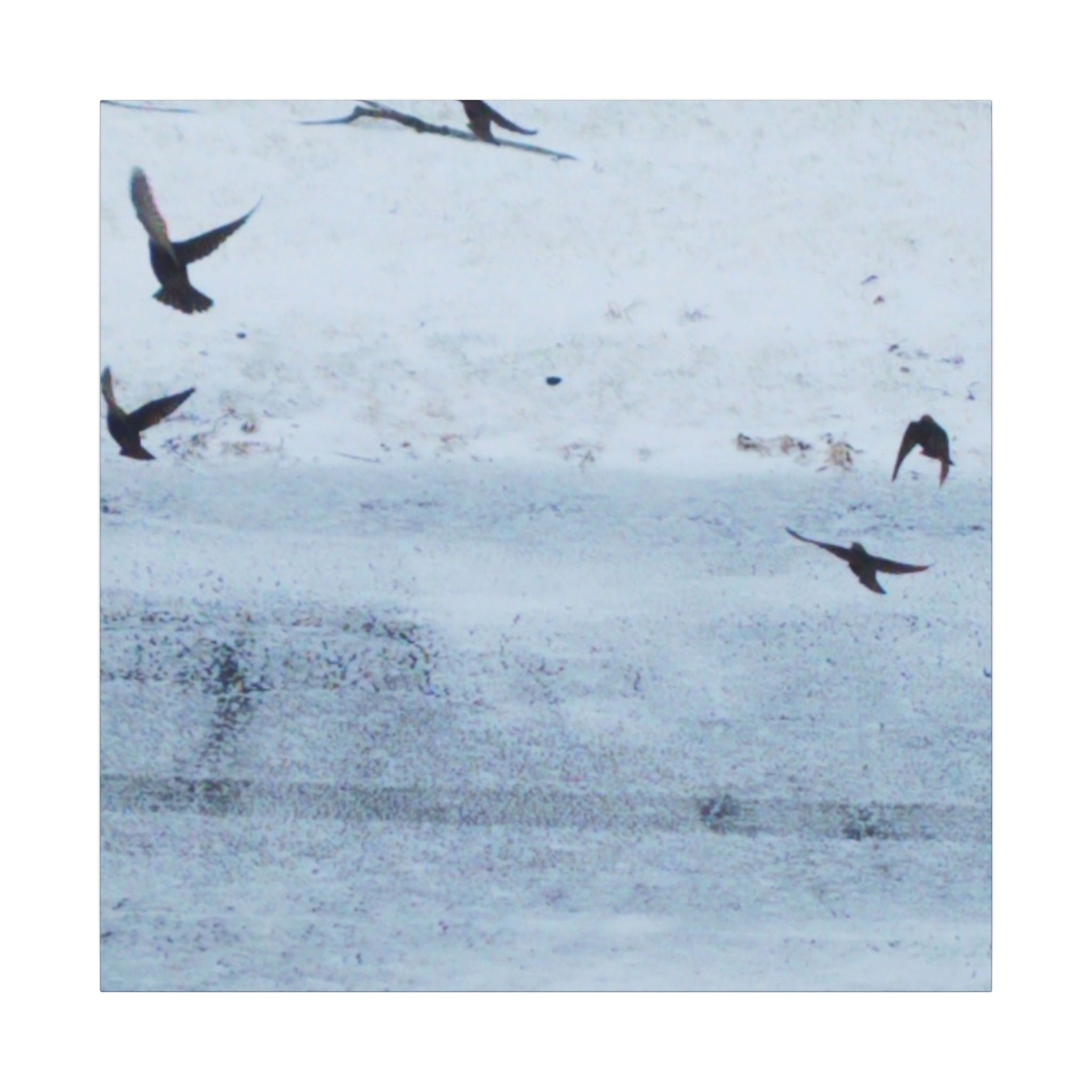 'Birds' Matte Canvas, Stretched, 0.75" (Print On Sides)