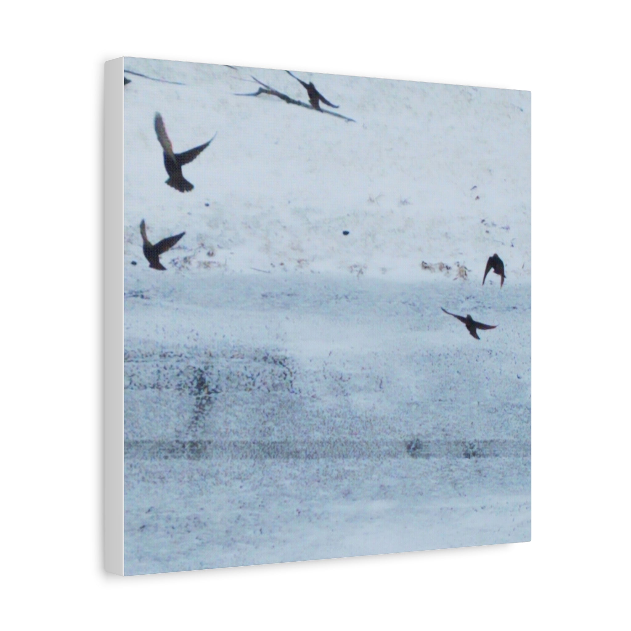'Birds' Matte Canvas, Stretched, 1.25"