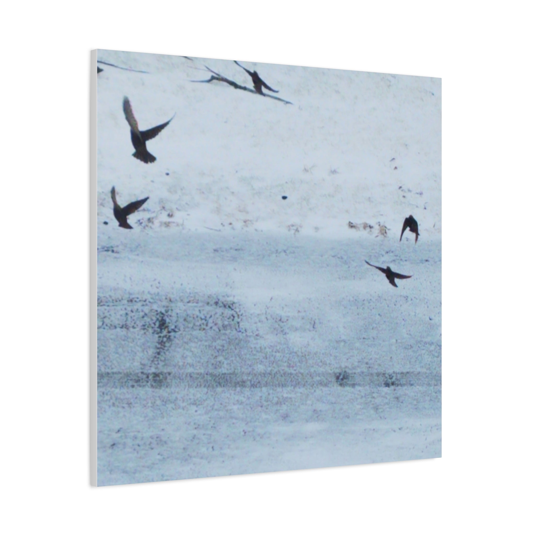 'Birds' Matte Canvas, Stretched, 1.25"