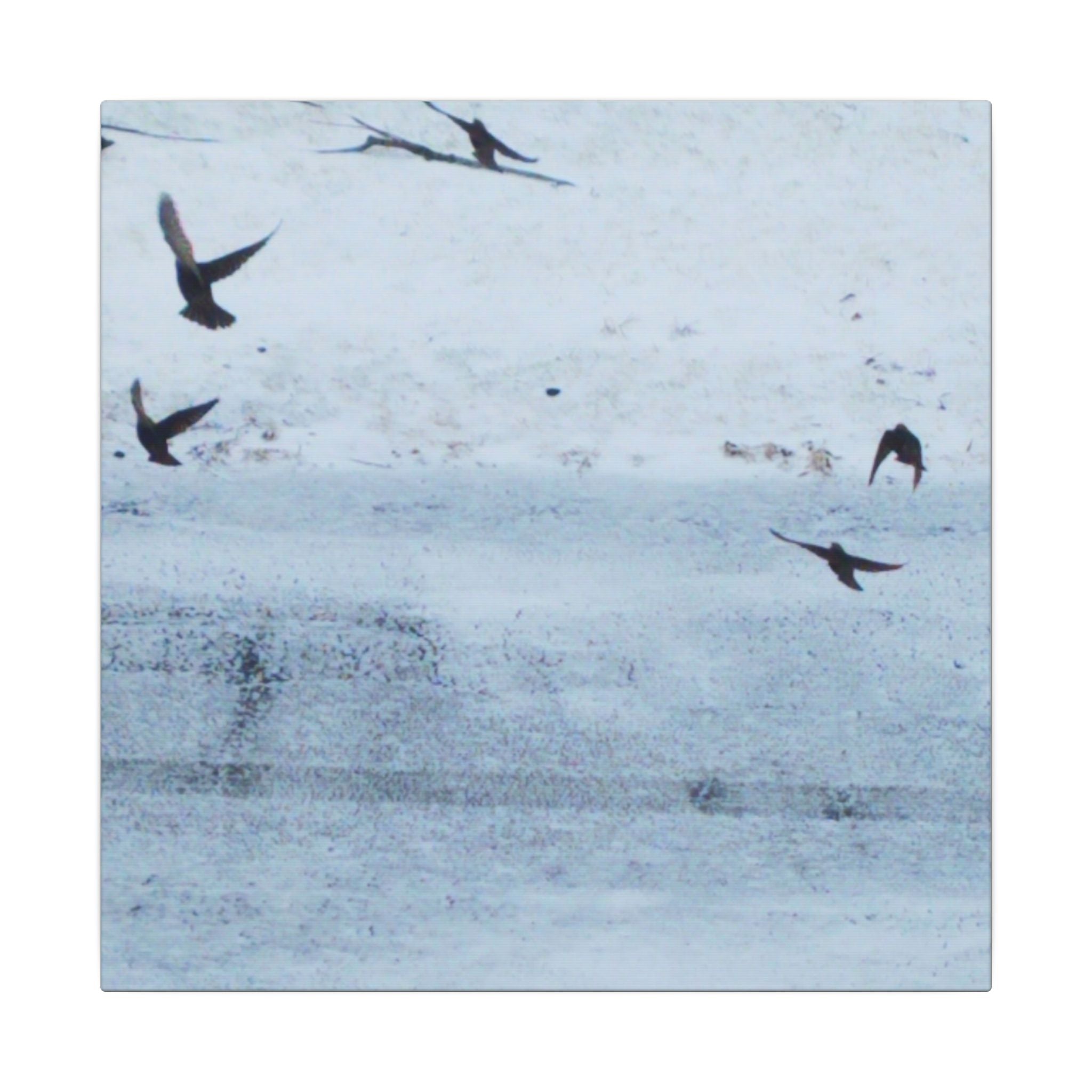 'Birds' Matte Canvas, Stretched, 0.75"