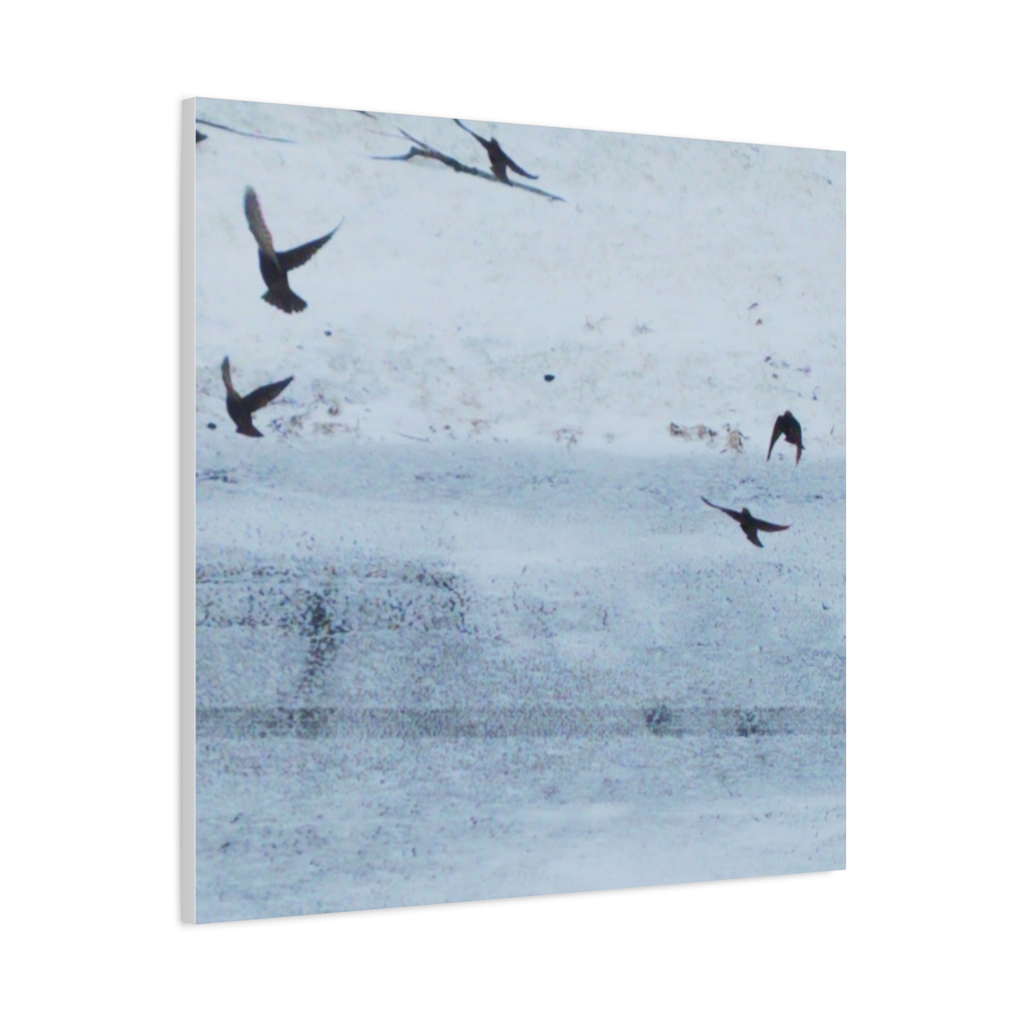 'Birds' Matte Canvas, Stretched, 1.25"